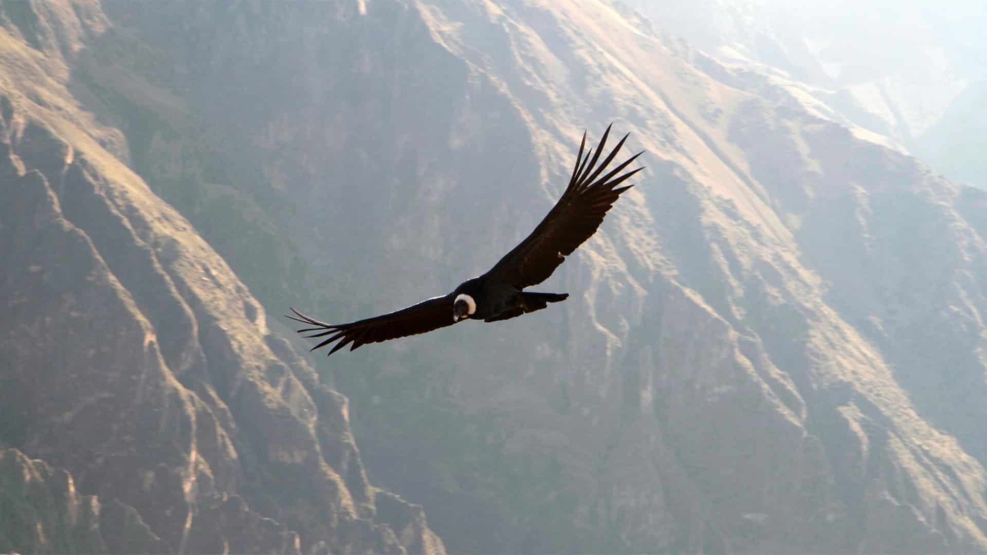 Sur Tradicional: Arequipa & Colca